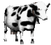 mucca!